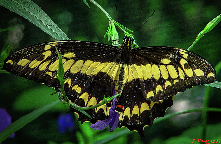King Swallowtail Butterfly On Plant Photograph by Rene Vasquez
