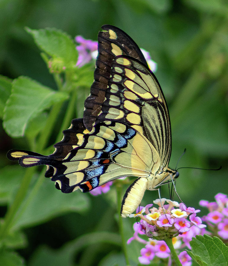 King Swallowtail Photograph by Christina Rioux - Fine Art America