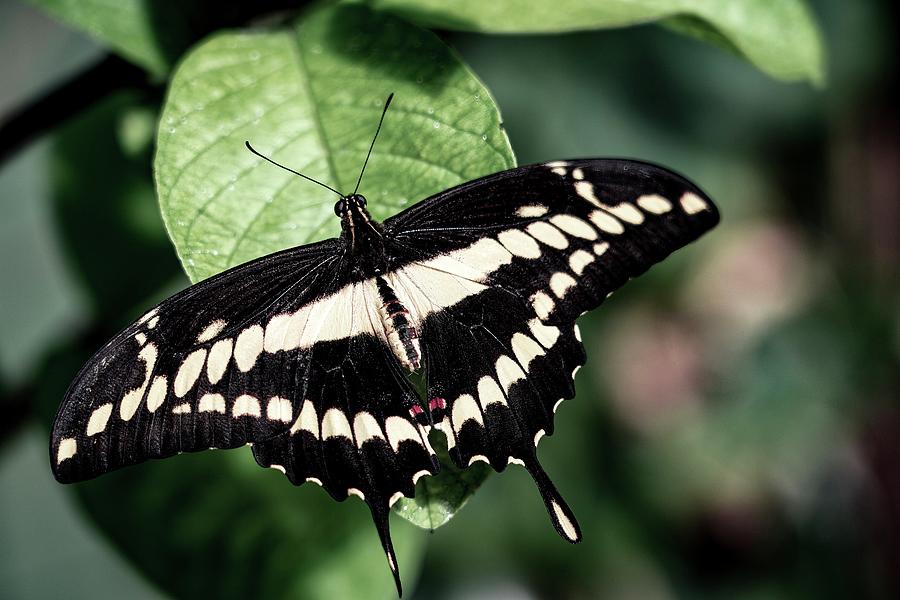 King Swallowtail Photograph by Melissa Christianson - Fine Art America