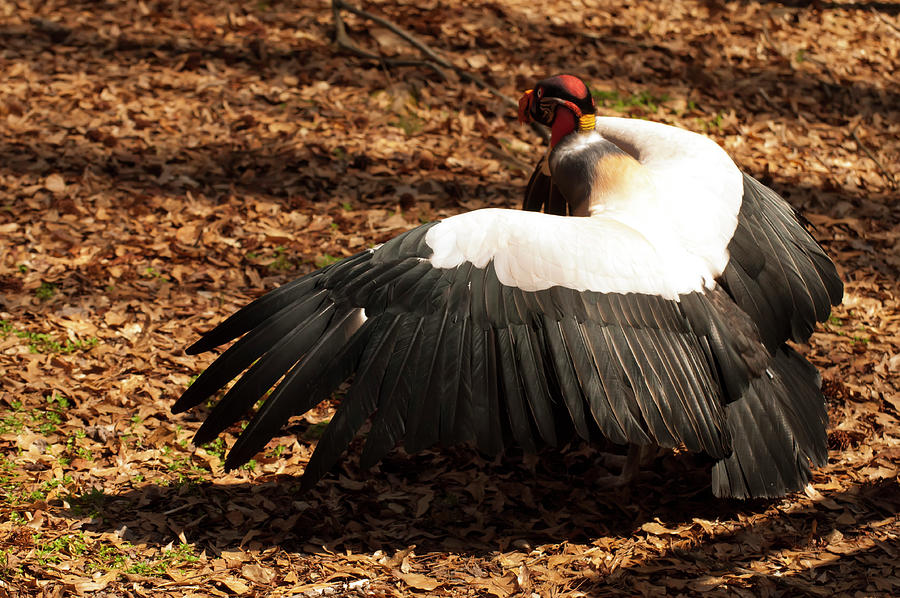 King Vulture 2 Strutting Photograph by Flees Photos