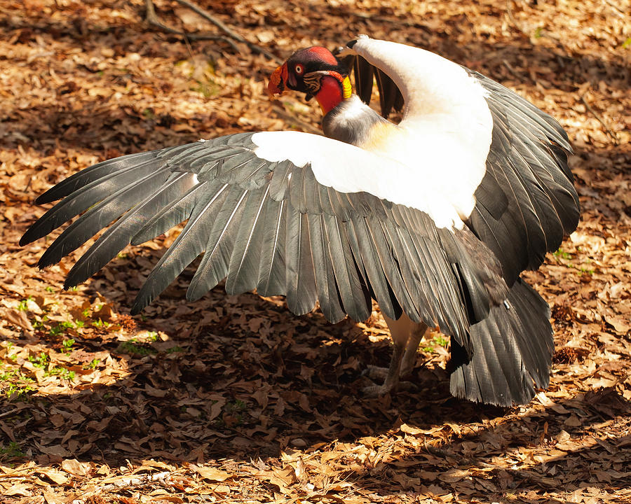King Vulture 3 Strutting Photograph by Flees Photos