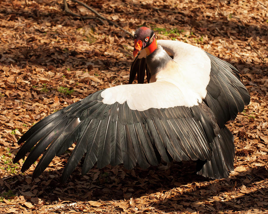 King Vulture 4 Strutting Photograph by Flees Photos