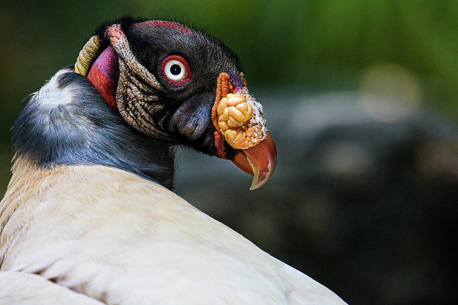 Nature Photograph - King Vulture by Animal Photography