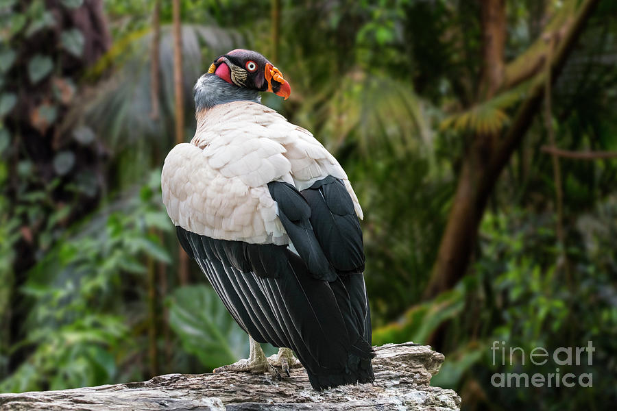 King Vulture Photograph by Arterra Picture Library