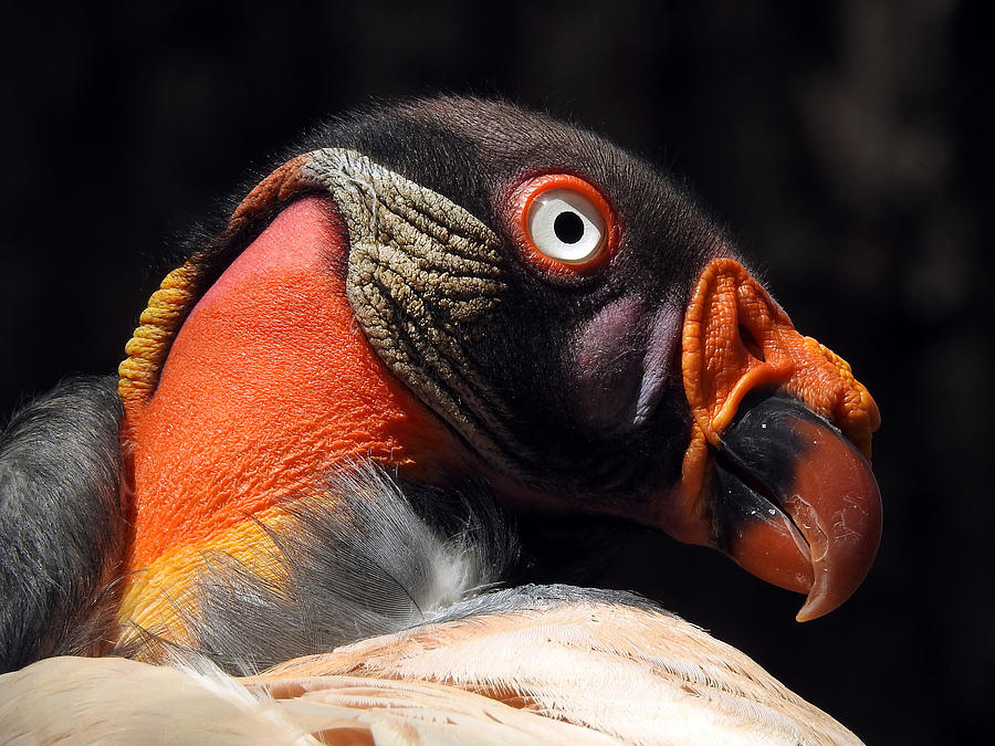 King vulture Photograph by Michael Schindler