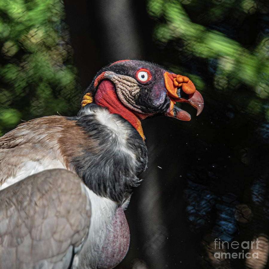 King Vulture Portrait Photograph by Daniel Hebard