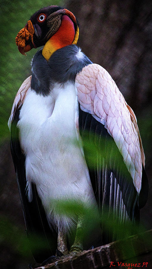 King Vulture Photograph by Rene Vasquez