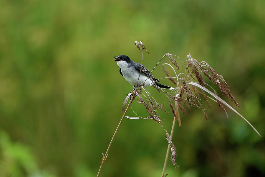 Kingbird Call Photograph by Fon Denton