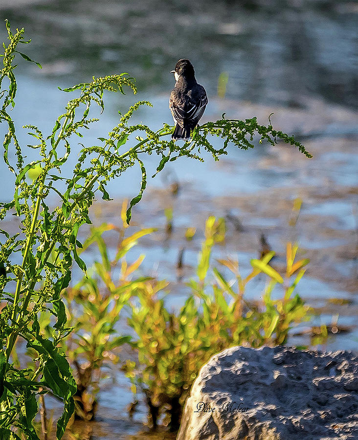 Kingbird Photograph by Dave Melear