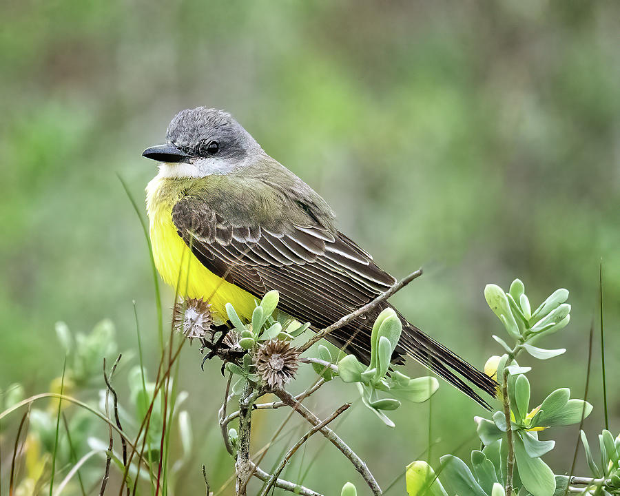 Kingbird in Spring Photograph by Jaki Miller