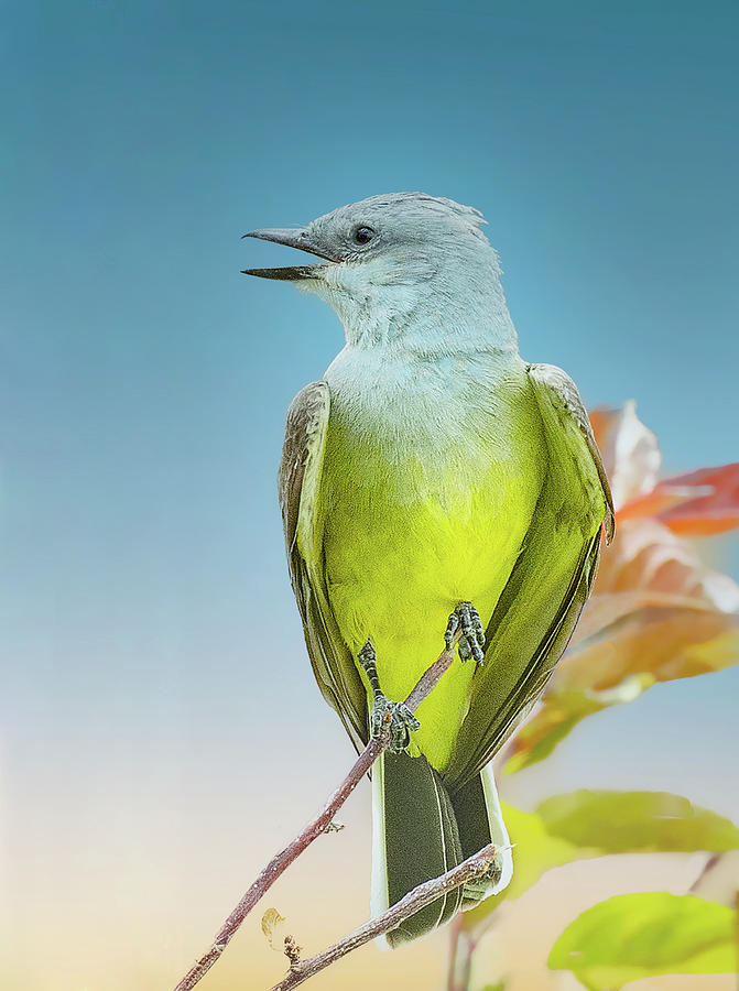Kingbird Photograph by Lowell Monke