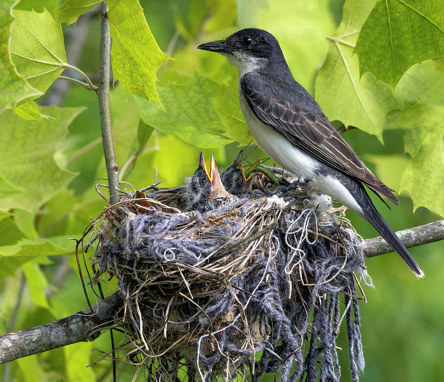 Kingbird Nest Photograph by Art Cole