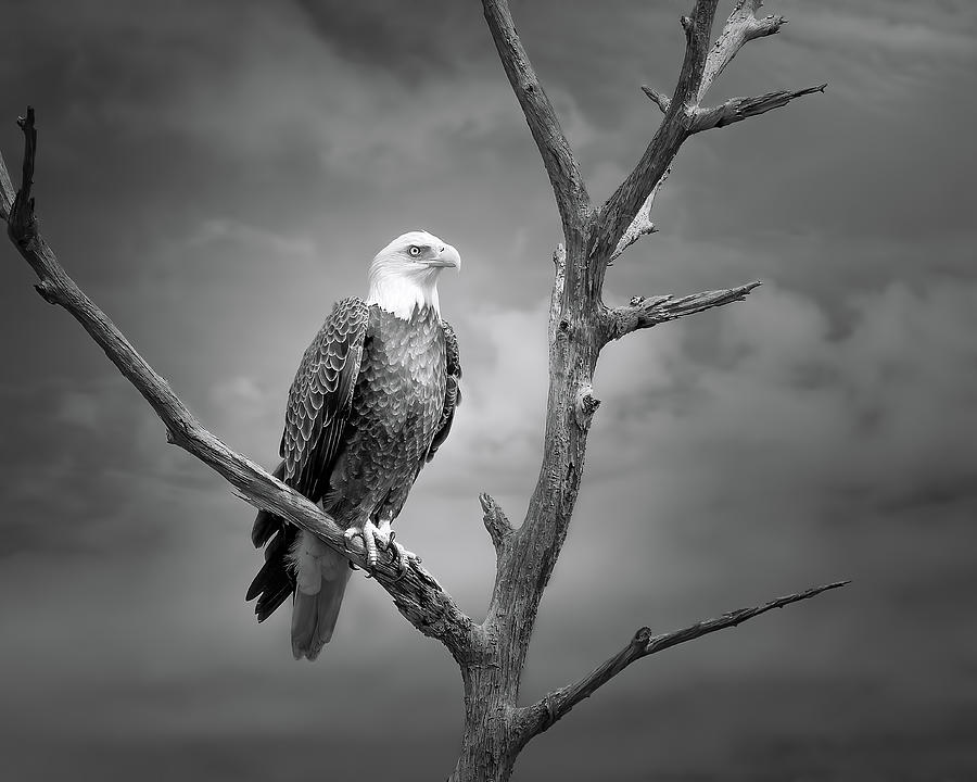 Kingdom of the Bald Eagle Photograph by Mark Andrew Thomas