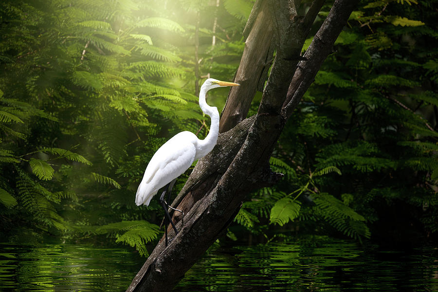Kingdom of the Great White Egret  Photograph by Mark Andrew Thomas