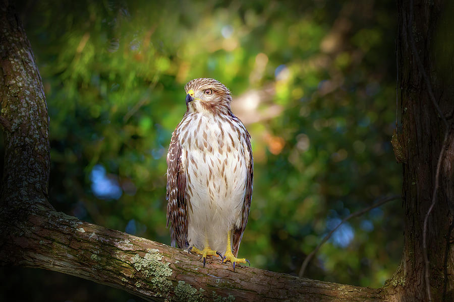 Kingdom of the Hawk Photograph by Mark Andrew Thomas