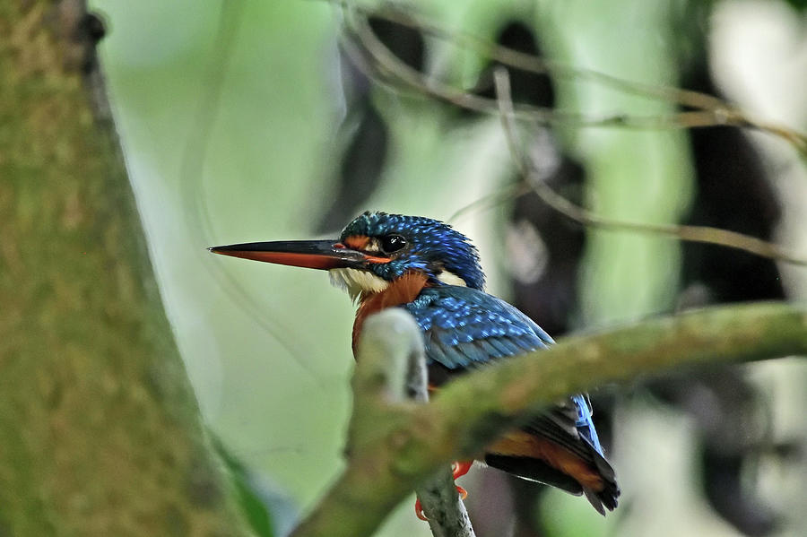 Kingfisher - Alcedinidae Photograph by Amazing Action Photo Video