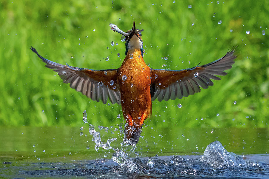 Animal Photograph - kingfisher Alcedo atthis - 1 by Chris Smith