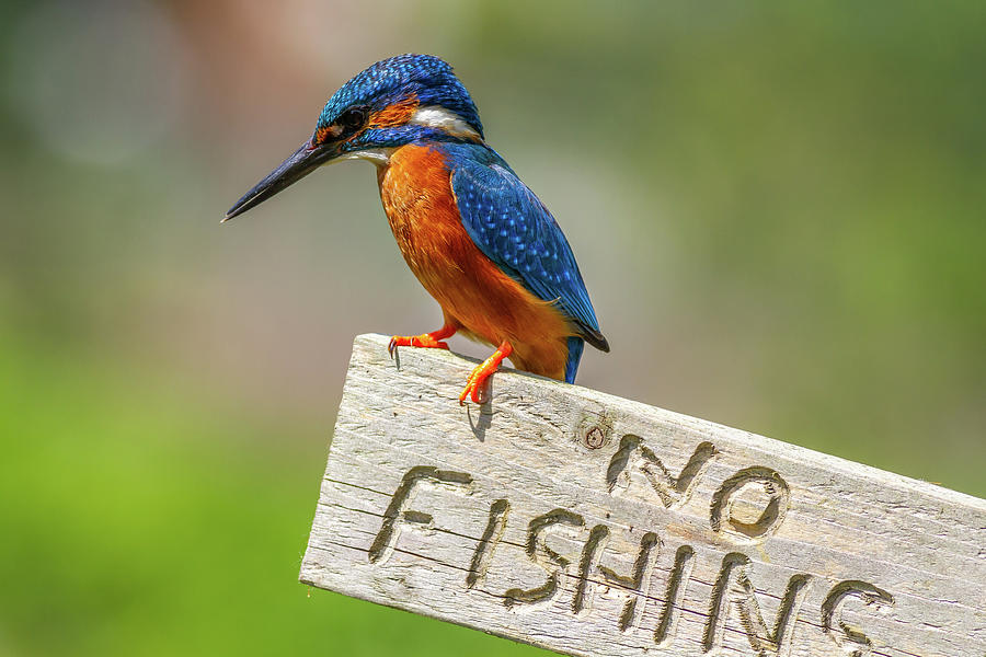 kingfisher Alcedo atthis -  2 Photograph by Chris Smith