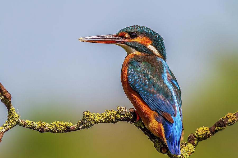 kingfisher Alcedo atthis - 4 Photograph by Chris Smith