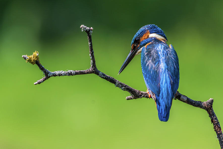 kingfisher Alcedo atthis - 5 Photograph by Chris Smith