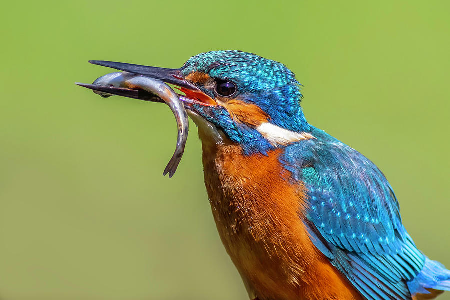 kingfisher Alcedo atthis - 6 Photograph by Chris Smith