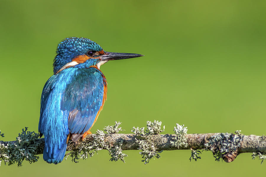 kingfisher Alcedo atthis - 7 Photograph by Chris Smith