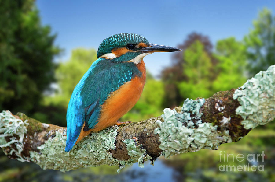 Kingfisher Photograph by Arterra Picture Library
