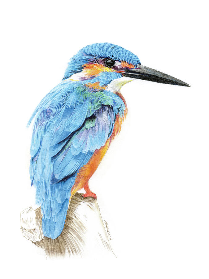 Kingfisher Bird Drawing Drawing By Anneli Johansson