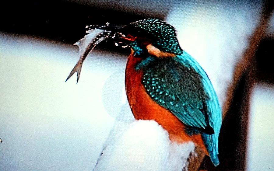 Kingfisher Bird Photograph by Ee Photography