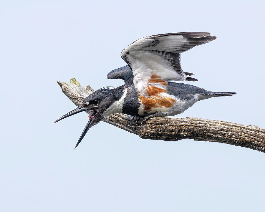 Kingfisher Call Photograph by Alan Raasch