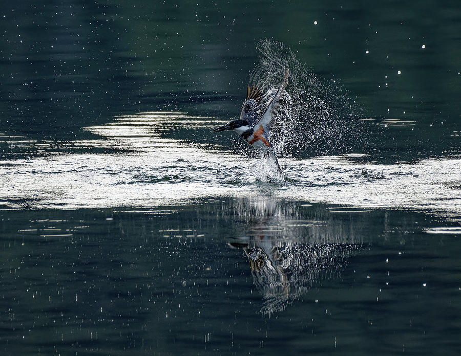 Kingfisher Catch Photograph
