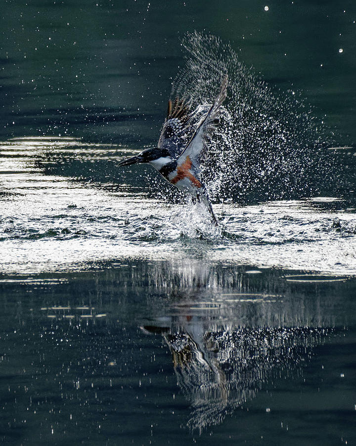 Kingfisher Catch- Vertical Photograph