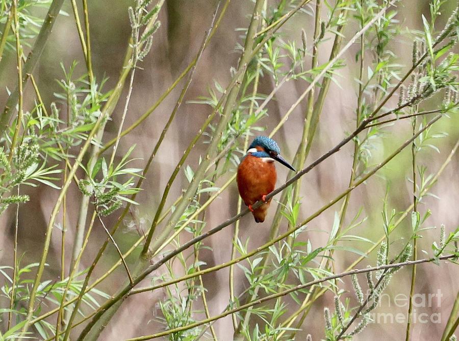 Kingfisher Photograph by David Grant