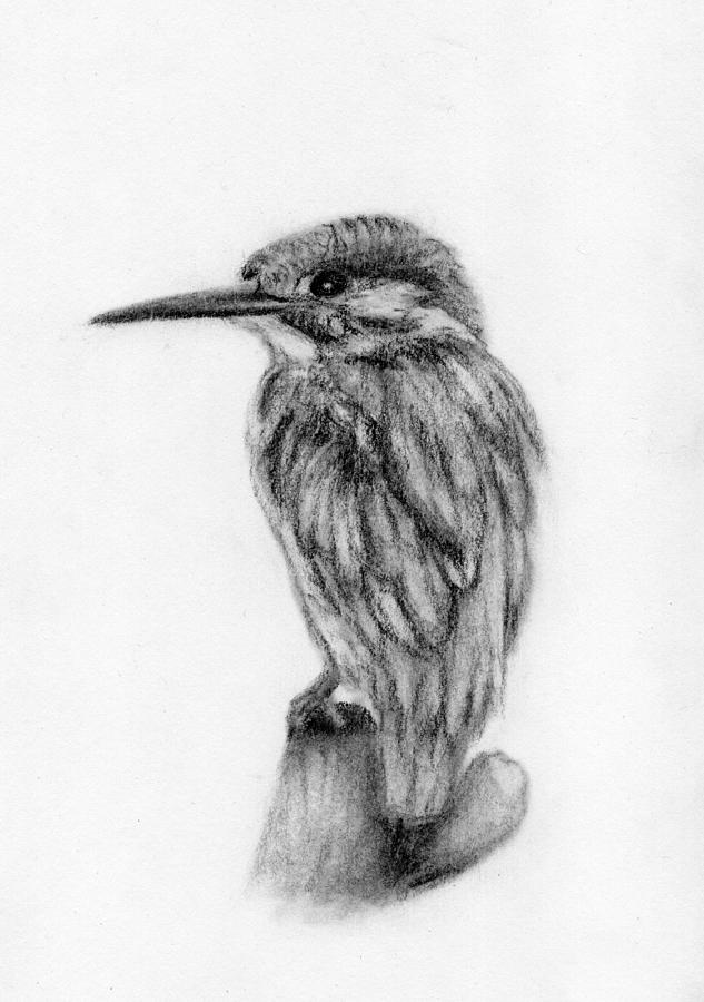 Kingfisher Drawing by Dezirae Dwyer - Fine Art America