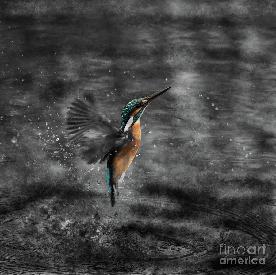 Kingfisher digital painting Photograph by Pics By Tony