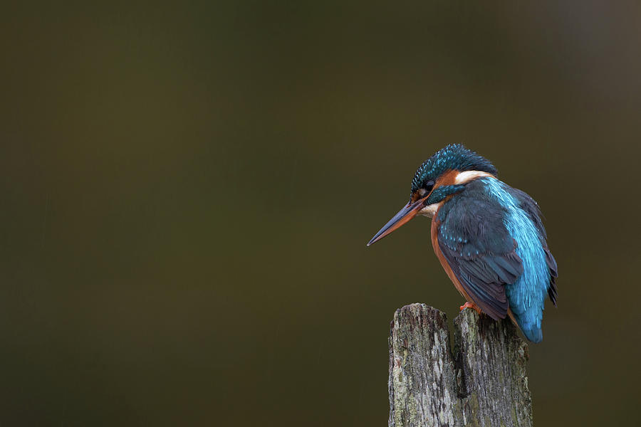 Kingfisher Fishing From A Post Photograph by Pete Walkden