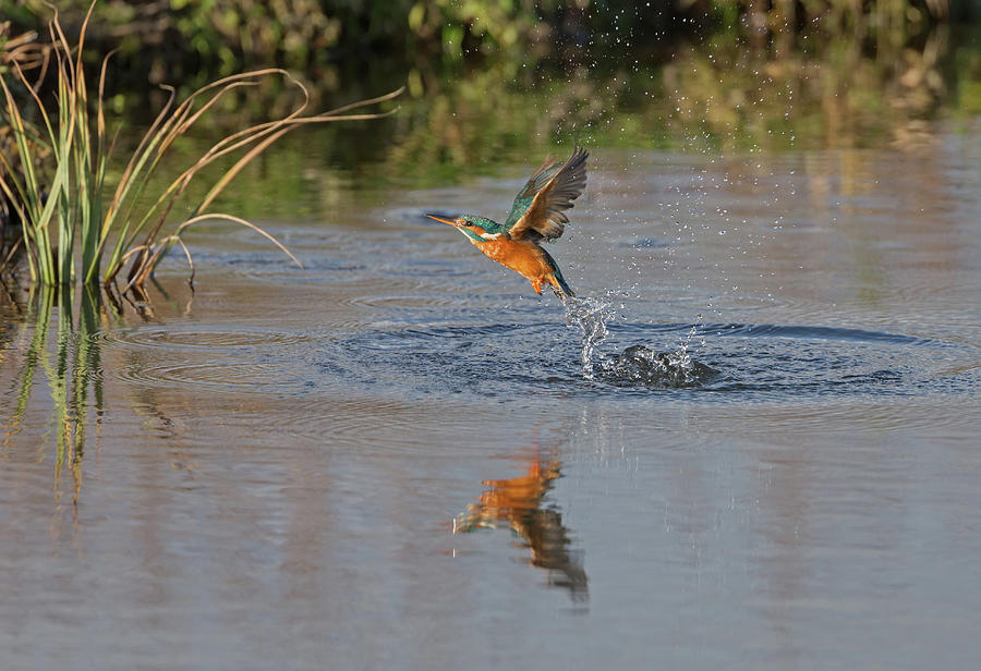 Kingfisher Fishing by Peter Walkden Kingfisher Fishing by Peter Walkden