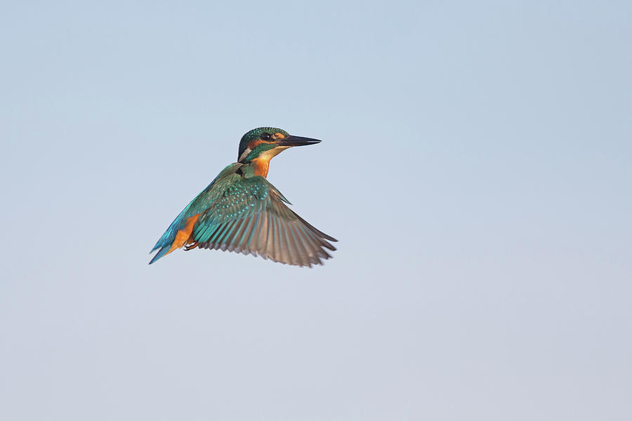 Kingfisher Flying Photograph by Pete Walkden