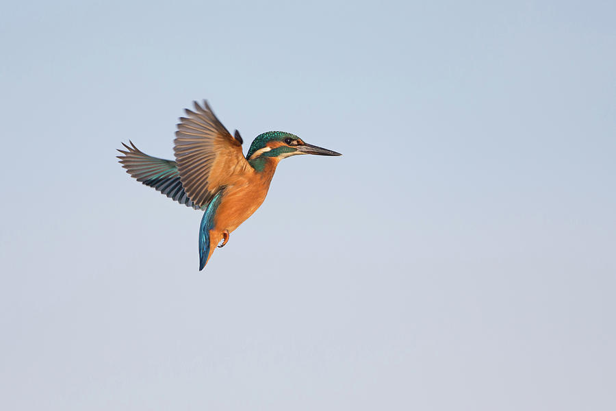 Kingfisher Hovering Photograph by Pete Walkden