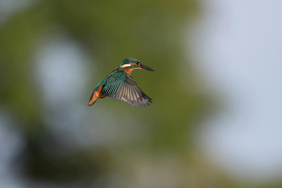 Kingfisher Hovers Photograph by Pete Walkden
