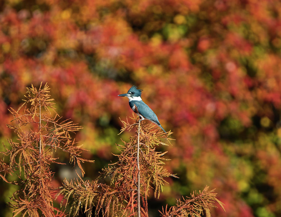 Kingfisher in Autumn Bokeh  Photograph by Chad Meyer