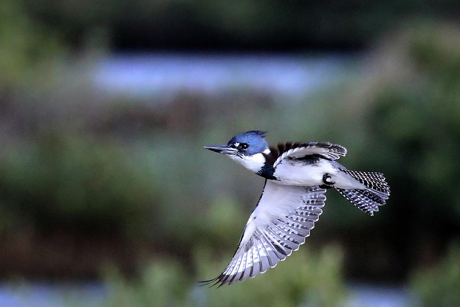 Kingfisher in Flight Photograph by Jaki Miller