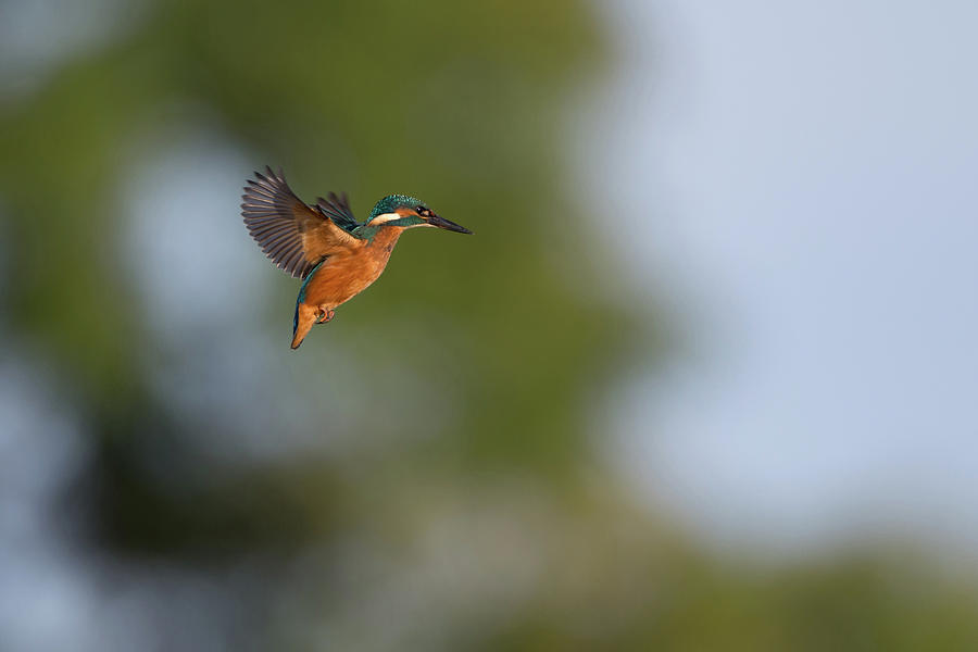 Kingfisher In Flight Photograph by Pete Walkden