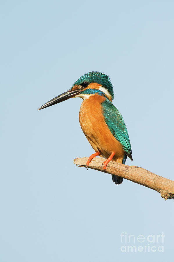 Kingfisher in India at Sunrise Photograph by Tim Gainey