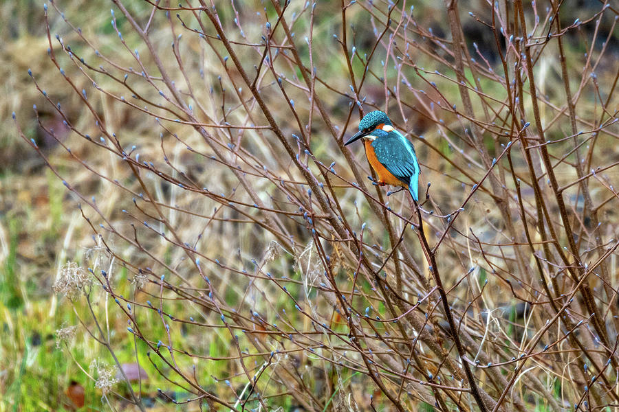 Kingfisher in the Bush Photograph by Mark Hunter