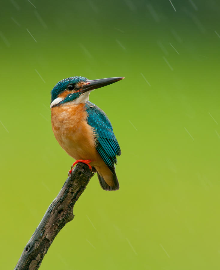 Kingfisher in the rain Photograph by Thilanka Perera