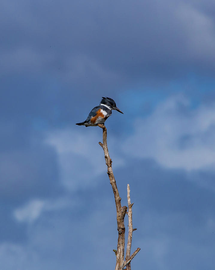 Kingfisher by Kevin Banker Kingfisher by Kevin Banker