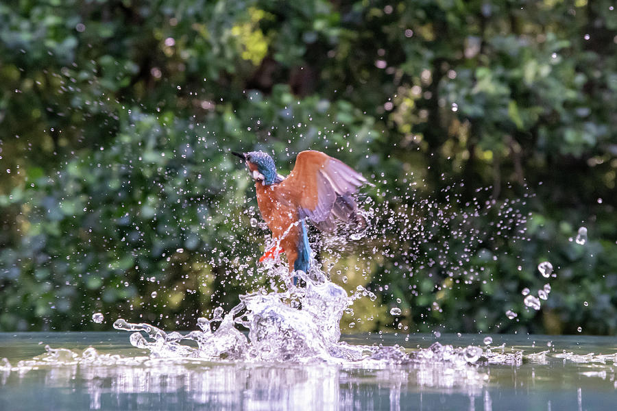 Kingfisher Leaving the Water Photograph by Mark Hunter