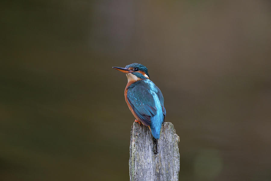 Kingfisher Looks Back Photograph by Pete Walkden