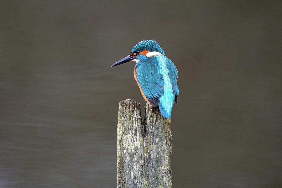 Kingfisher on a Post Photograph by Mark Hunter